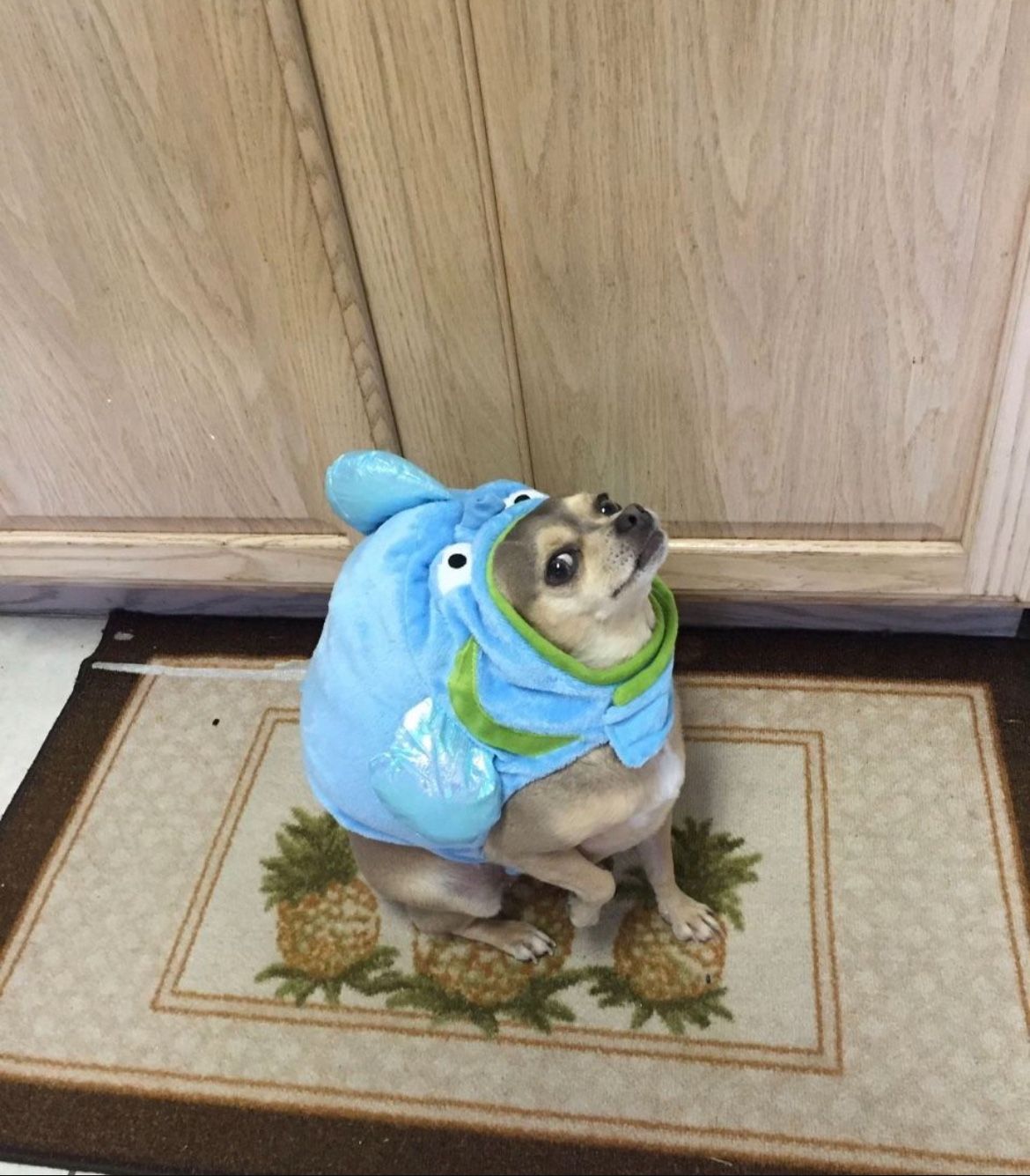 Fish Halloween Dog Costume -Small size