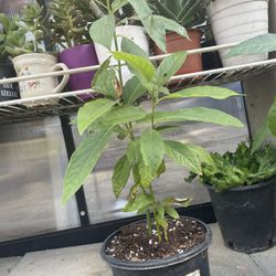 Avocado Plants