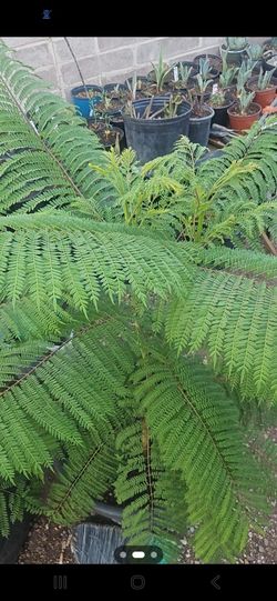 Plants