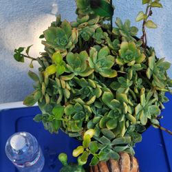 ORGANIC SUCCULENT PLANT.