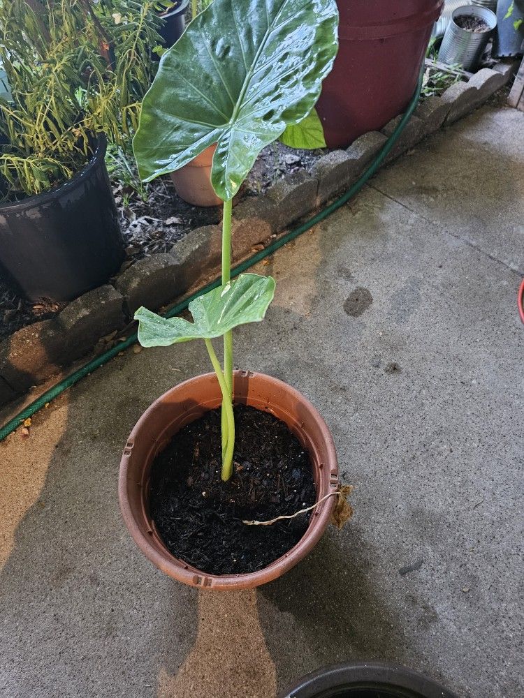 Palantas