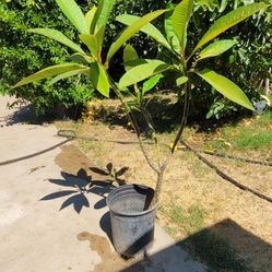 Plumeria