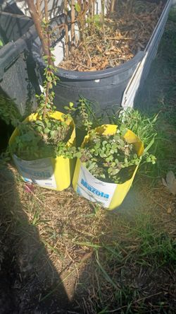 2 Plantas. De jade ...$6 cada una