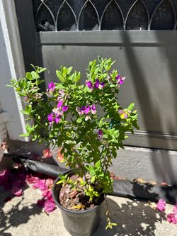 Sweet Peas Shrub ‘petite butterfly’