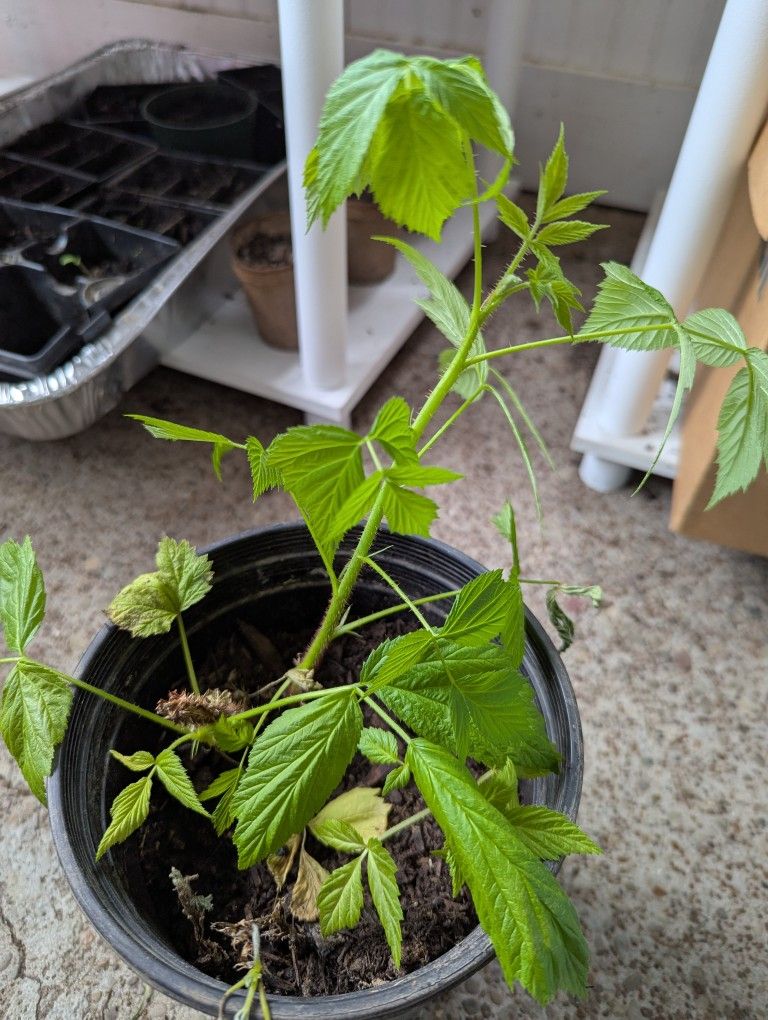 Red Raspberry Plants
