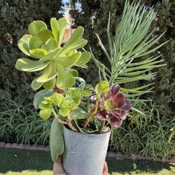 Succulent Arrangement 