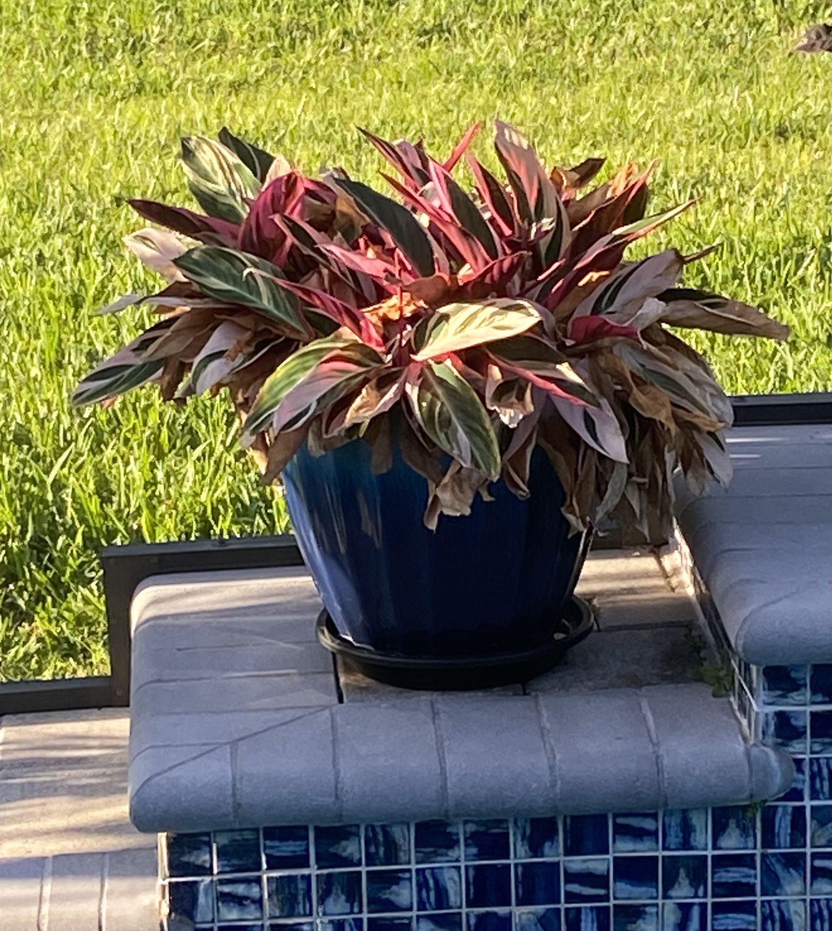 Outdoor Succulent 