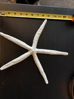 Sea Shell & Star Fish Decor