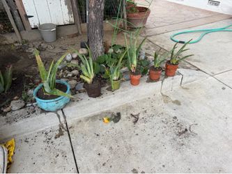 Aloe / Savila plants for sale, take ALL!