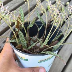 Silver Squill Succulent Plant 