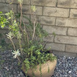 Garden Decor & Plants