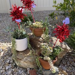 Valentines Succulent Arrangements 
