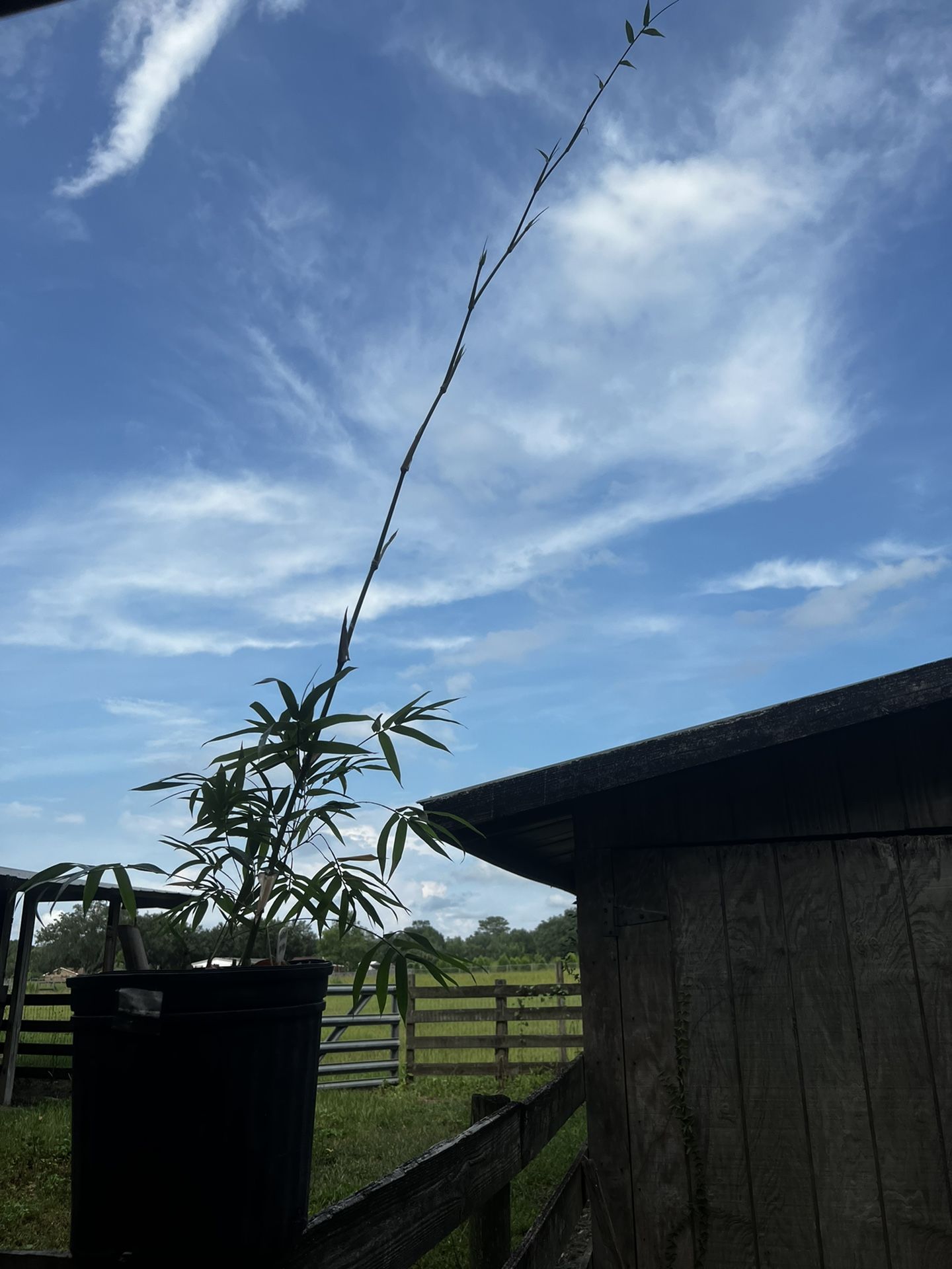 Bambusa Malingensis Mature Plant