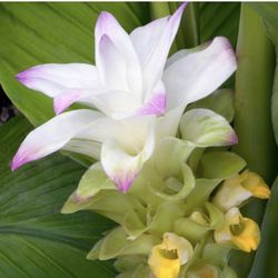 Tumeric Live Plant 2 Gallon 