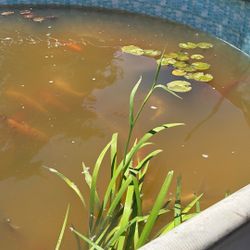 Pond Plants For Sale