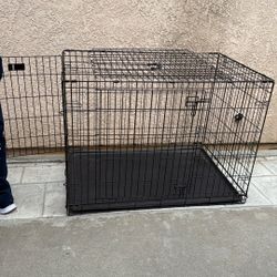 Big Dog Caged 
