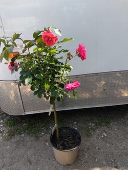 Nice Tree Rosas ...$47 Each 7 Available Withe Pink Red  Colors 