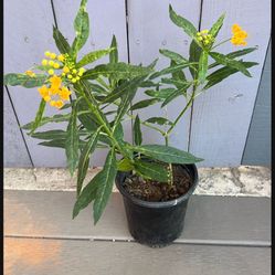 Butterfly 🦋 Plants