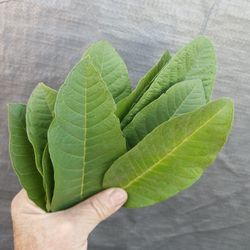 GUAVA Leaves