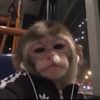 Jacky