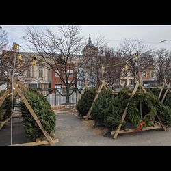 Christmas Tree For Sale🎄