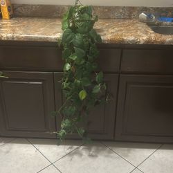 live plant in ceramic pot 