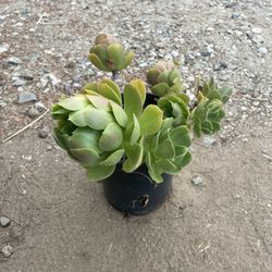 Aeonium Succulent