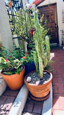 Plants