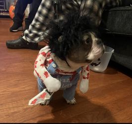 Pet Costume Crazy Killer Size S