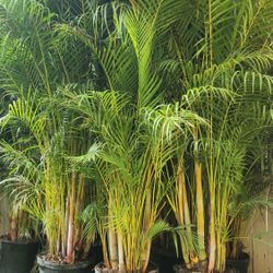 Spectacular Arecas Palms For Inmediate Privacy!!! 8 Feet Tall!!! Fertilized! Excellent Price!