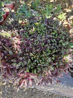 Succulent - Little Pickles In 10" Color Pot For $10