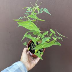 Christia Obcordata Butterfly Plant 