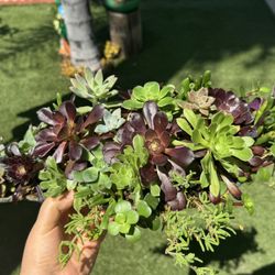 Gorgeous Succulent Arrangement 