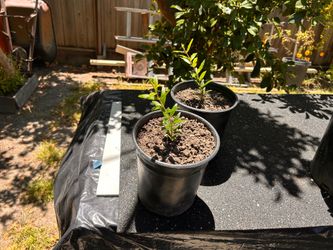 Pomegranate tree