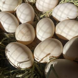 Fresh Duck Eggs 