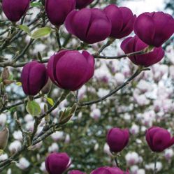 Black Tulip Magnolia Tree
