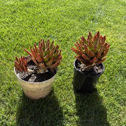 Aloe Vera Nobilis - One Gallon $10 Each