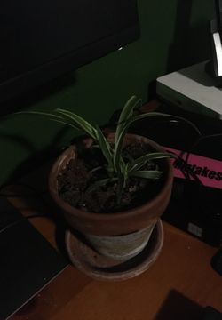 Spider plant pups