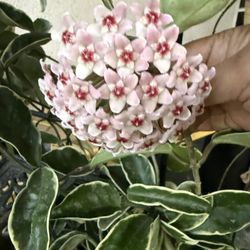 Hoya Plant 3 Different Plants In One Pot 