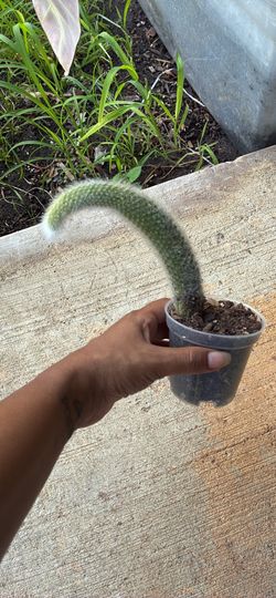 Monkey tail cactus