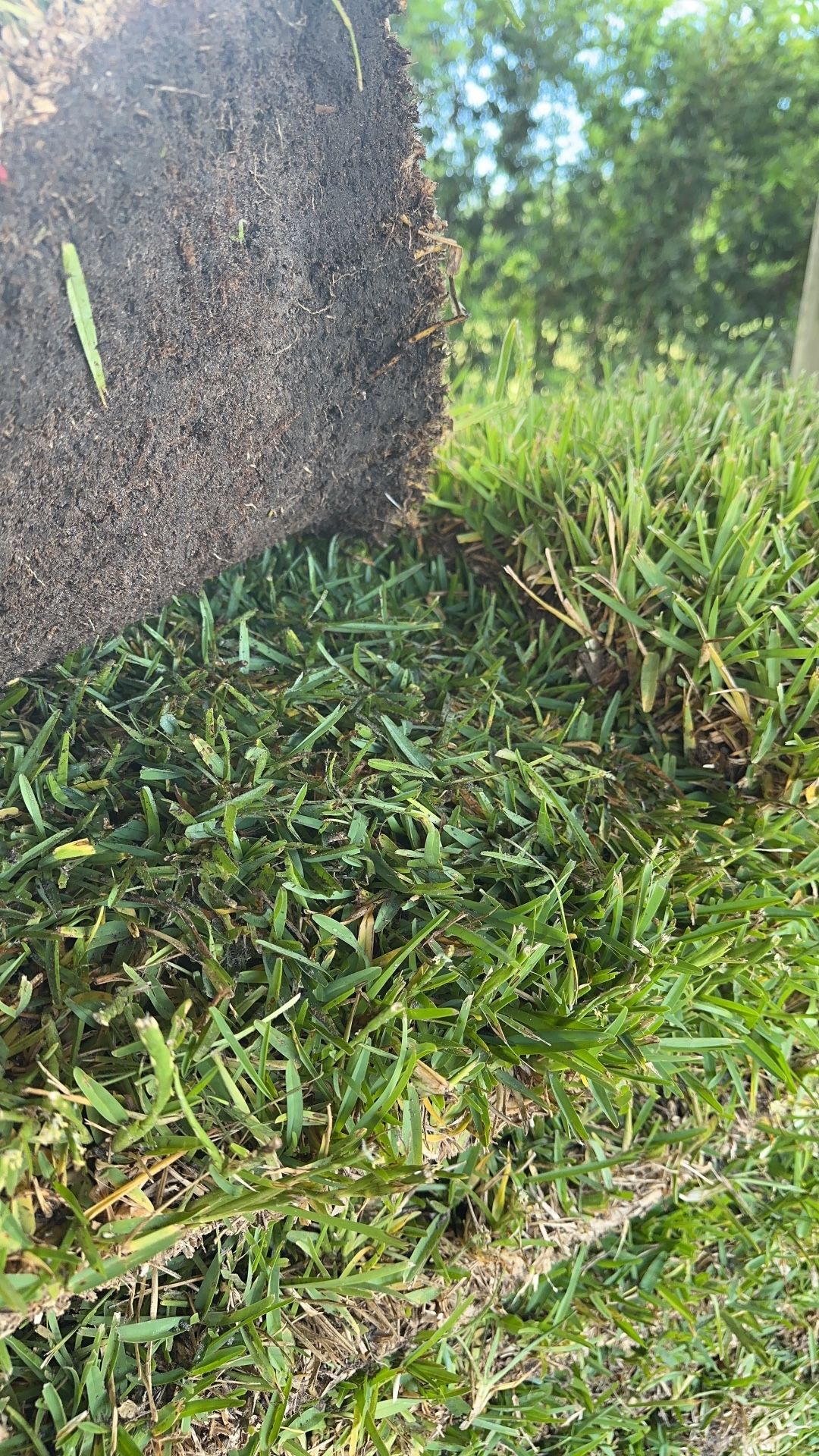 St Augustine Sod $145.00