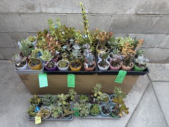A Variety of Succulent Plants in Plastic 4 Inch Pots