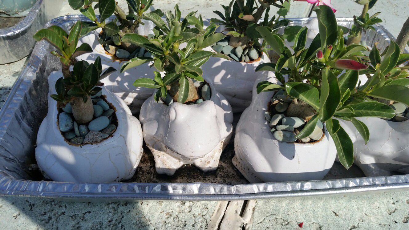Desert rose bonsai plant in frog pots