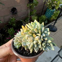 Crested Plant In A Little Pot 