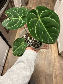 Anthurium Besseae Aff X NOID