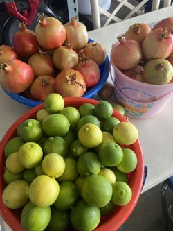 Lemons For Sale