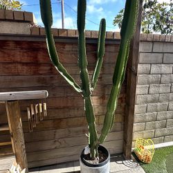 Cactus  Plant 