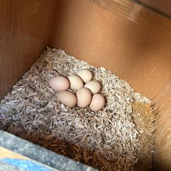 Plastic Organic Eggs