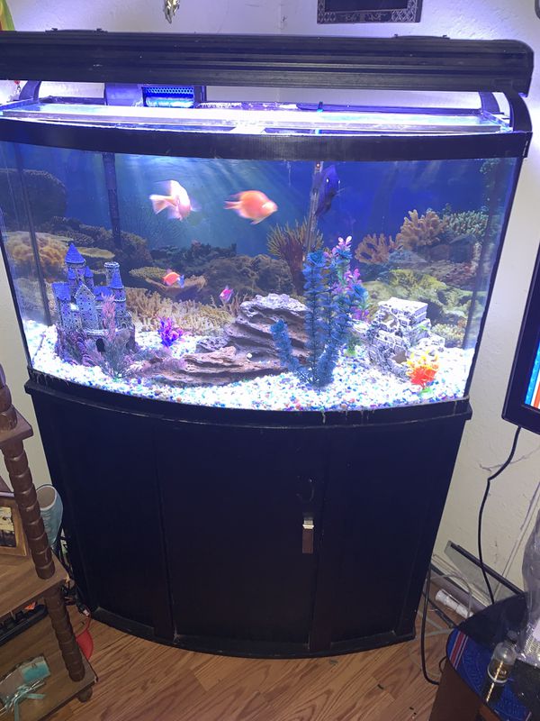 40 gallon fish tank for Sale in San Jose, CA OfferUp