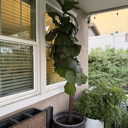 8.5’ Fiddle Leaf Fig Tree Real Live Plant With Large Black Pot Gift Present